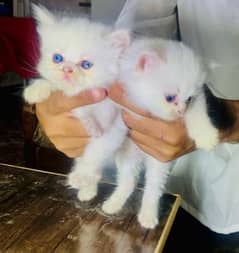 kitten pair For sale