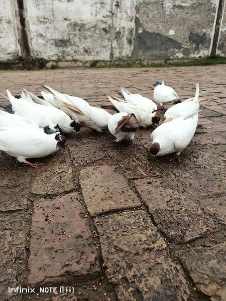 Pigeon for sale pairs : contact #03325731103. if you interested 0