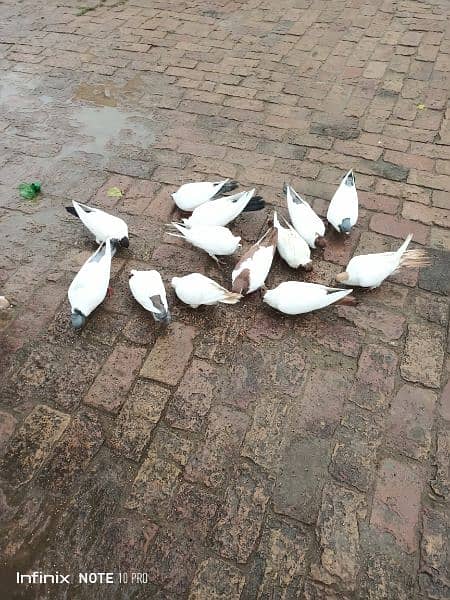 Pigeon for sale pairs : contact #03325731103. if you interested 2