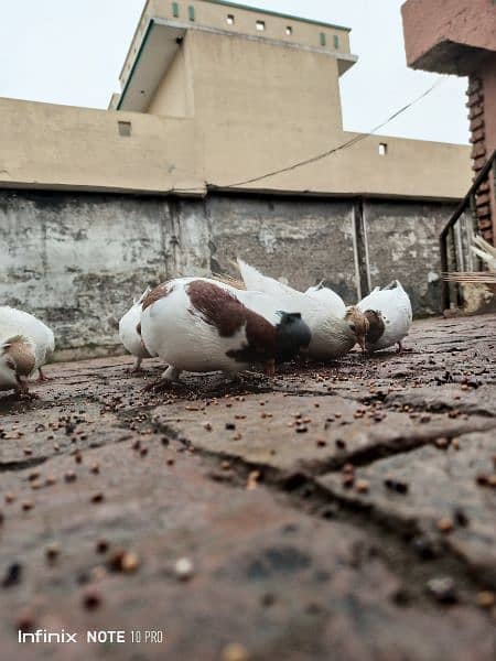 Pigeon for sale pairs : contact #03325731103. if you interested 4