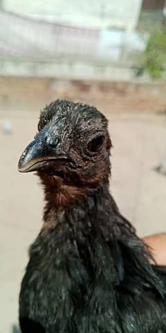 Ayam Cemani pure Breed 6 pics 4 month age03014011627 healthi active