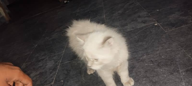 3 turkish angora cat baby. 1 mother cat 3