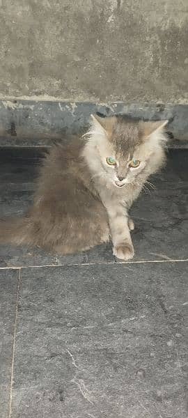 3 turkish angora cat baby. 1 mother cat 4