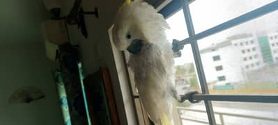 Sulfer-crested triton Cuckatoo