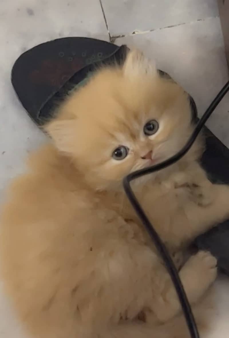 Persian kittens for sale 0