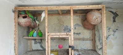 Australian parrots for sale with cage