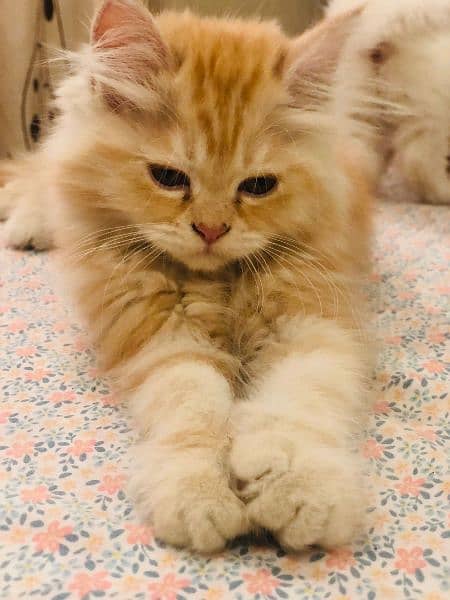 Beautiful lovely kitten for sell. . . . 5