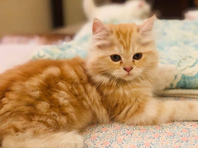 Beautiful lovely kitten for sell. . . . 6