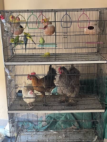 6 portions brand new cage 1