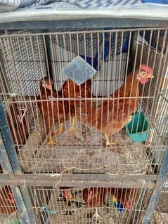RIR chicks for sale egg layer