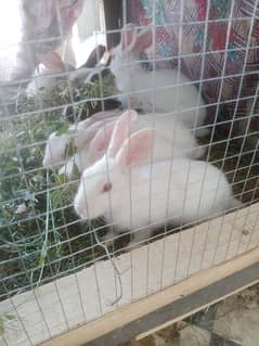 Red Eyes Rabbit sale