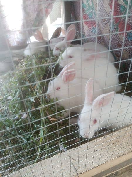 Red Eyes Rabbit sale 1