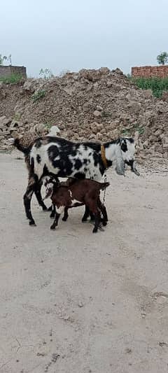 bakri/Goat baby | Desi Bakra | betal Bakri | goat for sale