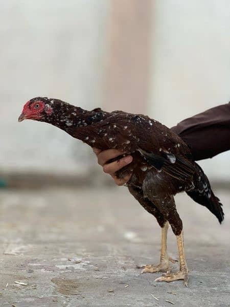 Pure heera breed Aseel pathiyaan(murgiyan). price 6500 each 13