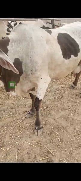 cow with her baby for sale 1