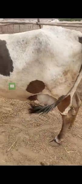 cow with her baby for sale 2