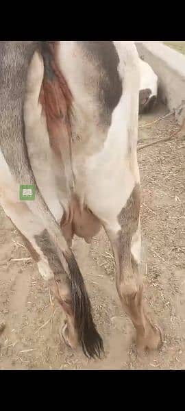 cow with her baby for sale 3