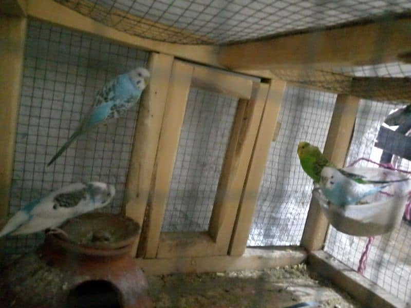 Australian parrots 1