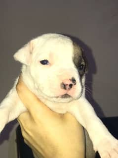 pittbull puppy available