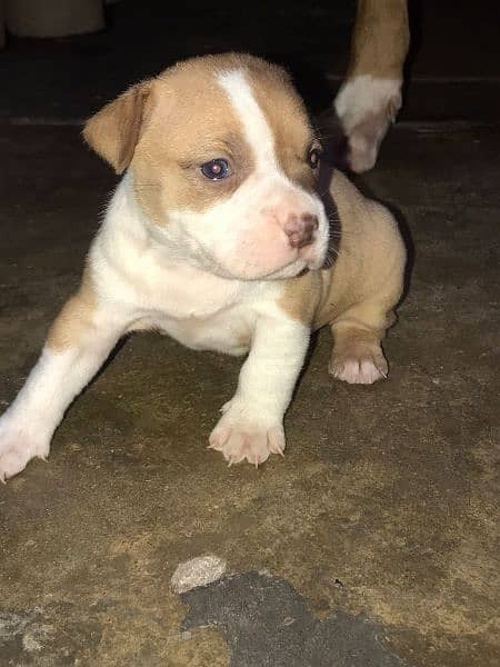 pittbull puppy available 1