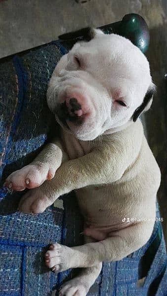pittbull puppy available 4