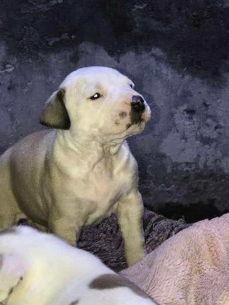 pittbull puppy available 6