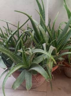 alovera plant