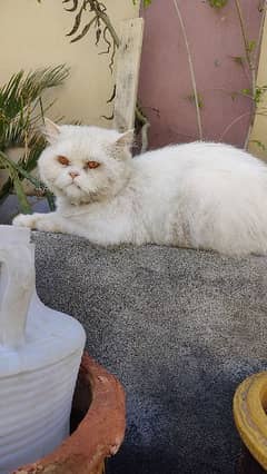 I have a Persian white tripple coat punch face cat 0