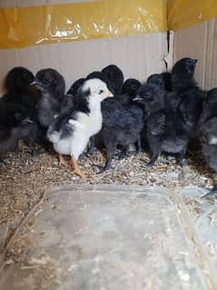 Ayam Cemani Chicks