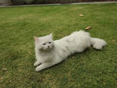 Male Persian Cat 0