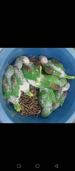 Parrots Chicks Available
