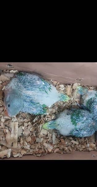 Parrots Chicks Available 1