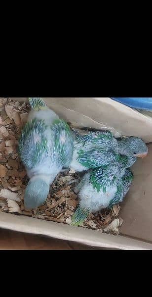 Parrots Chicks Available 2
