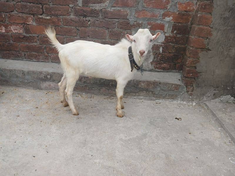 White goats Male, White bakre for sale,White Teddy 6