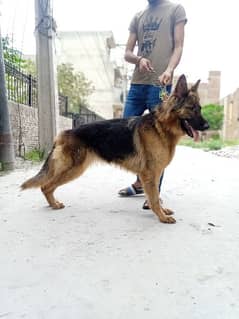 Female German Shepherd for Sale King Size Rate Negotiable