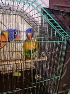 1 year old pair Lori parrot DNA confirm argent sale
