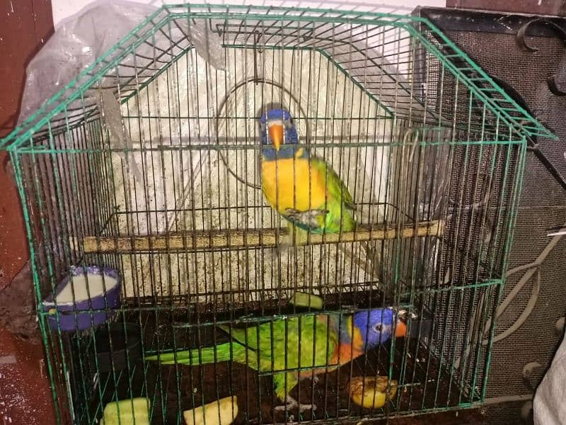 1 year old pair Lori parrot DNA confirm argent sale 2