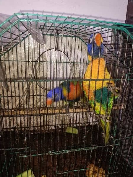 1 year old pair Lori parrot DNA confirm argent sale 3
