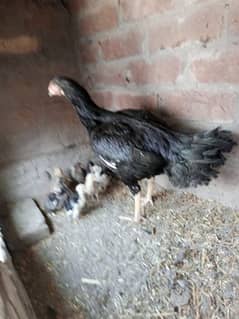 Pure assel murgi +12 chicks for sale