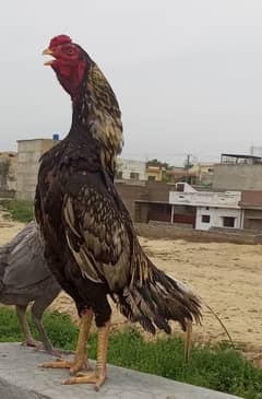 Aseel Cock