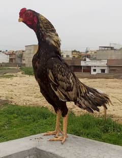 Aseel Cock