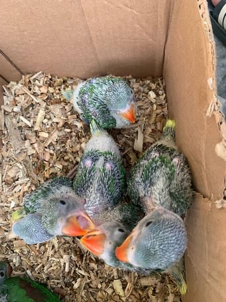 Kashmiri Raw Parrot Babies for sale 2