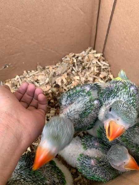 Kashmiri Raw Parrot Babies for sale 6