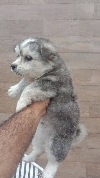 Russian Male puppy for sale 1
