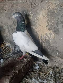 Top Quailty Pigeons available