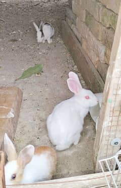 1 Pair of rabbits and 1 not confirmed