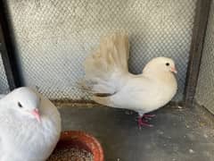 laka pigeon breeding pairs