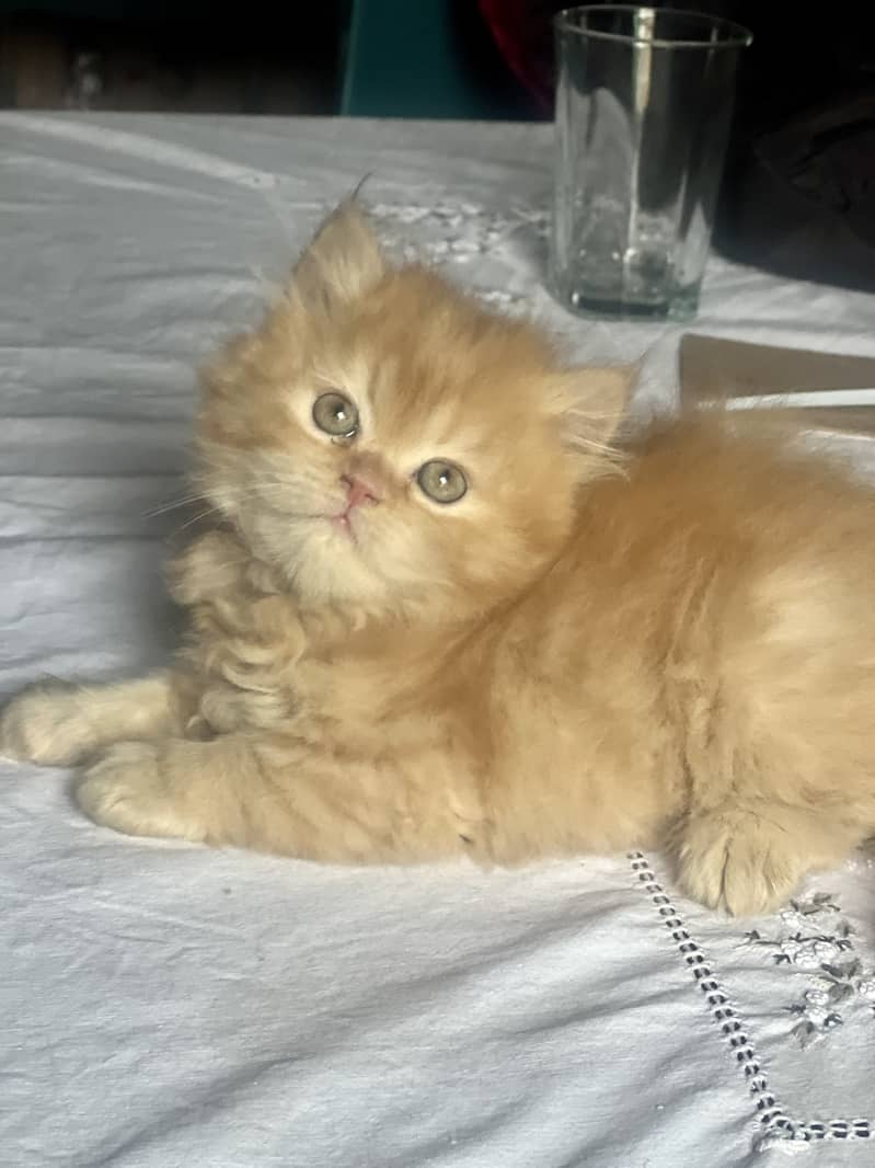 Tripple coated persian kittens for sale 5