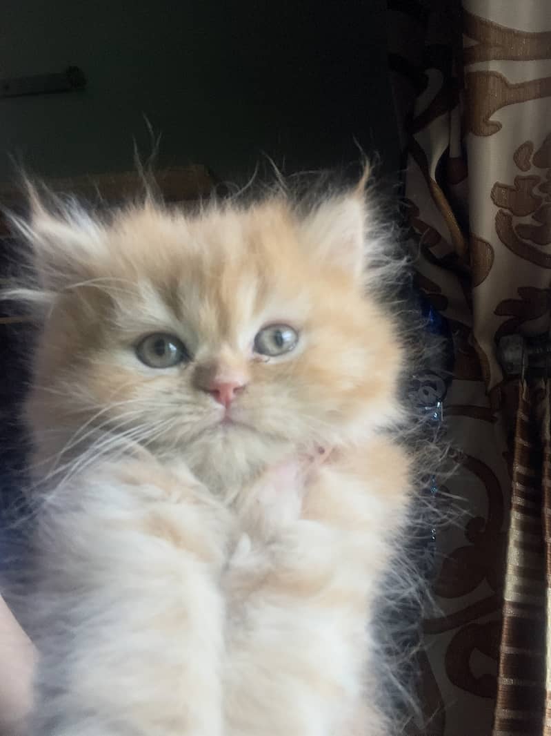 Tripple coated persian kittens for sale 6