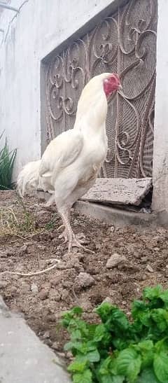 Sindhi Long height Heera Chicks for sale 0
